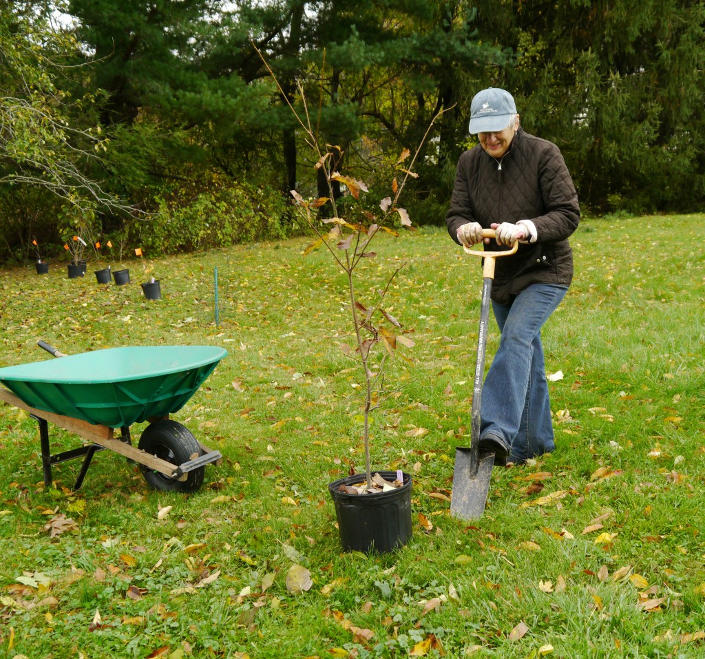 fall-time-for-planting-trees-and-shrubs-backyardsfornature