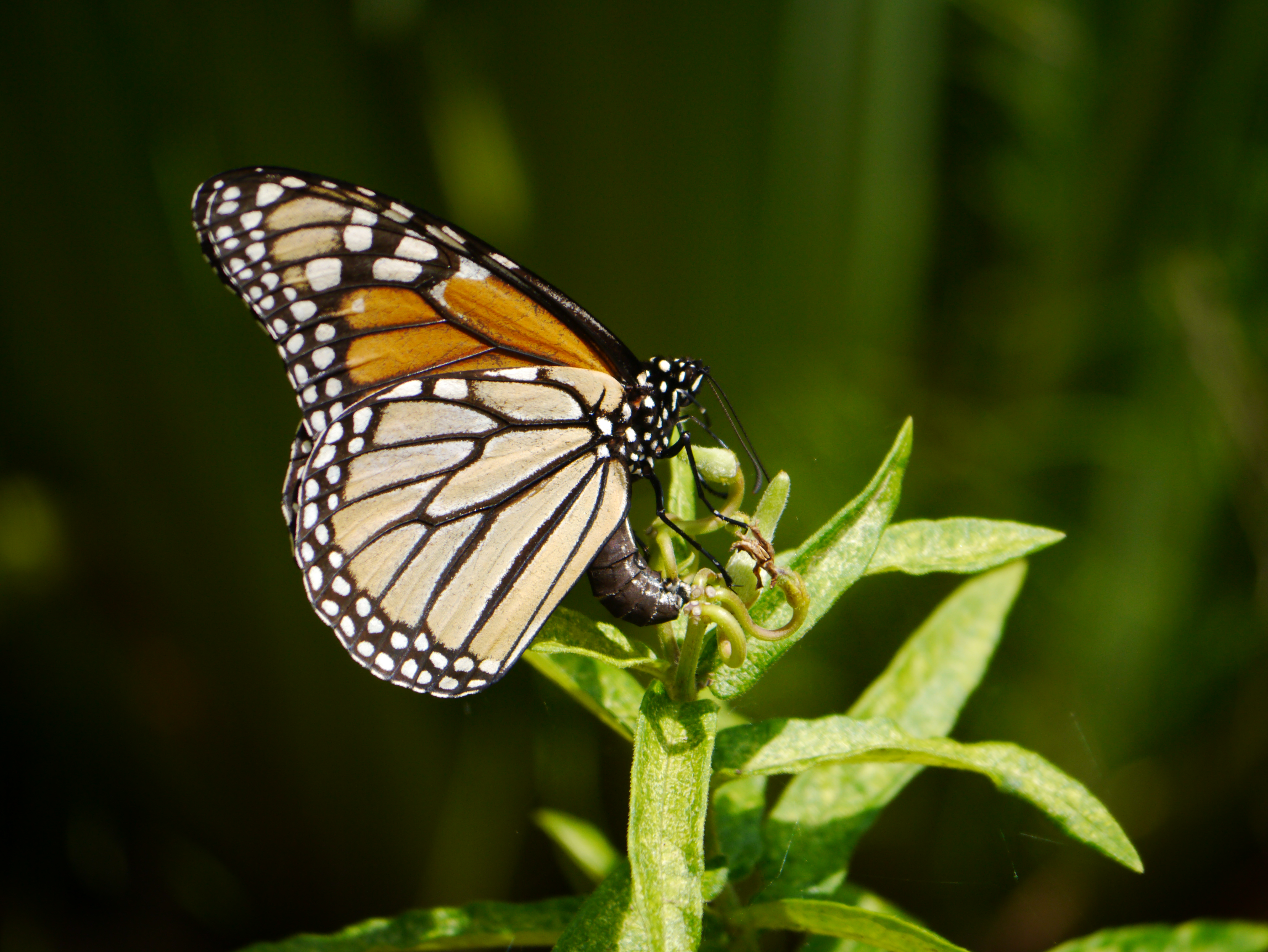 Milkweeds For Monarchs 2014 Backyardsfornature