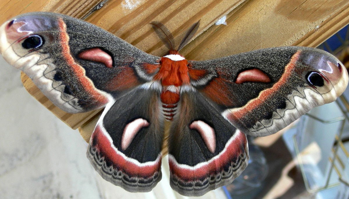 Cecropia-Moth-Creative-Commons.jpg