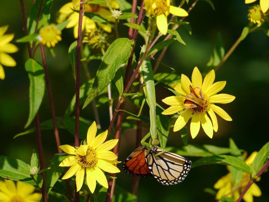 Marvelous Migrating Monarchs Need Our Help | Backyardsfornature.org