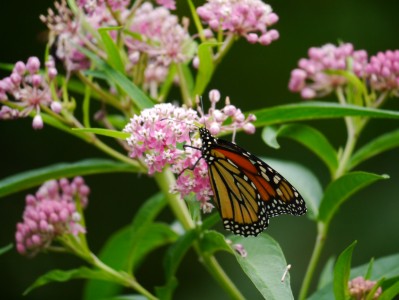 Monarchs: A Call to Action – Spring 2013 | backyardsfornature.org