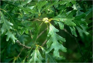 White Oak acorns & leaves