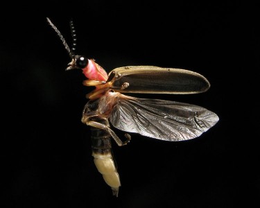 fireflies | backyardsfornature.org