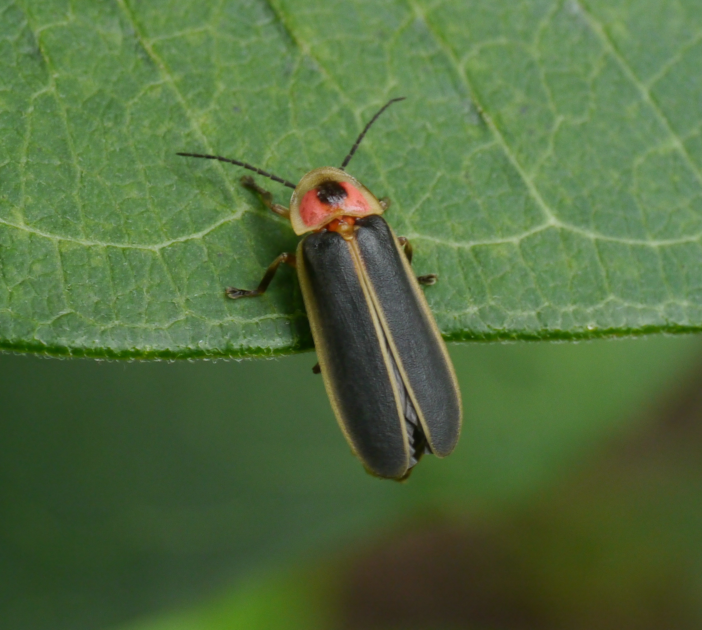 lightning bugs eat