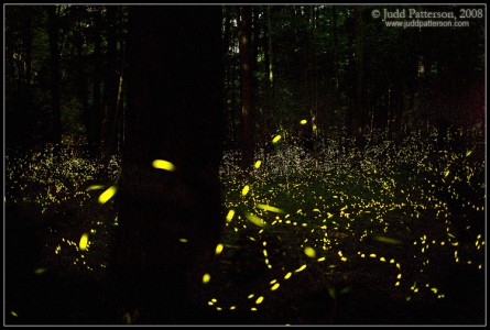 fireflies | backyardsfornature.org