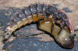 Firefly larva holding & eating slug.  Image by Phillip, Kalamazoo, MI.  Click to enlarge.