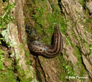 Leopard Slug.  © Edie Parnum.  Click to enlarge.