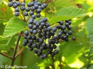 Highly nutritious Arrowwood Viburnum berries were most preferred by migrants preparing for fall migration in the Block Island study.  Photo © Edie Parnum.  Click to enlarge.