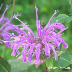 Hummingbirds, bees, butterflies, and other pollinators feed on Wild Bergamot’s nectar.  Click to enlarge.