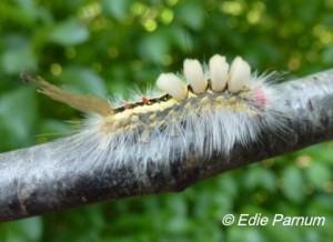 White-Marked Tussock Moth caterpillar eats leaves of oaks, birches, cherries, and other trees.  Click to enlarge
