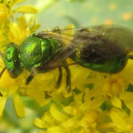 Green Sweat Bee.  Photo by Beatriz Moisset on Wikimedia Creative Comoons.