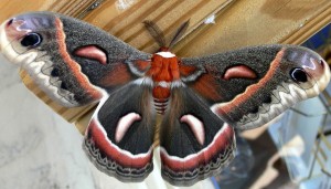 The Cecropia Moth has a 6 inch wingspan.  Creative Commons photo. Click to enlarge.