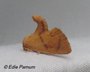 Yellow-collared Slug Moth with its abdomen curled up.   © Edie Parnum.  Click to enlarge.
