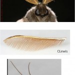 Moth antennae come in three forms.  Photo from National Moth Week.