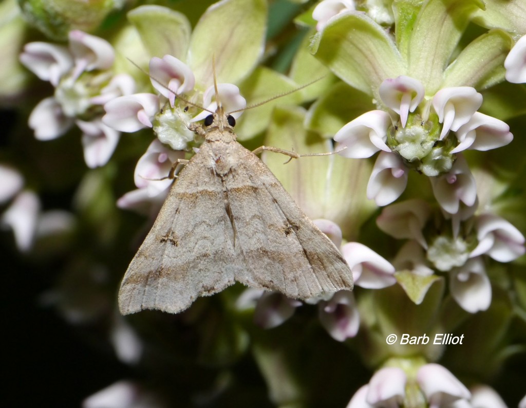 Moth Camouflage Backyardsfornature