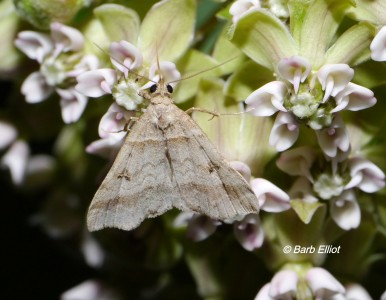 moth moths backyardsfornature pollination milkweed owlet banded barb sipping nectar syriaca