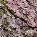 Copper Underwing Moth camouflaged on tree bark.  © Barb Elliot.  Click to enlarge.