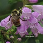 Bumble Bee pollinating Obedient Plant.  © Edie Parnum