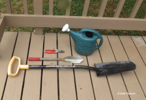Tools for transplanting:  watering can, pruners, bulb trowel (extra leverage for digging seedlings) and transplant shovel (see text).  © Edie Parnum