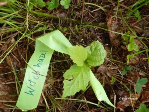 A 5" Witch Hazel is flagged and ready to transplant.  © Edie Parnum