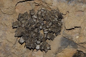 Cluster_of_little_brown_bats_myotis_lucifugus Wikimedia Commons photo by Tim Krynak USFWS