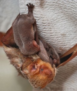 Red Bat with 3 pups, though most bat species have just 1 or 2 pups a year.  Wikimedia Commons image by Josh Henderson.