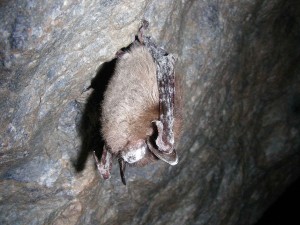 Little Brown Bat displaying White-nose Syndrome.  Wikimedia Commons.  Image by Marvin Moriarty USFWS.