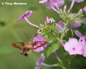 Hummiongbird Clearwing, a day-flying sphinx moth, on Garden Phlox. Photo © Tony Nastase.  Click to enlarge.