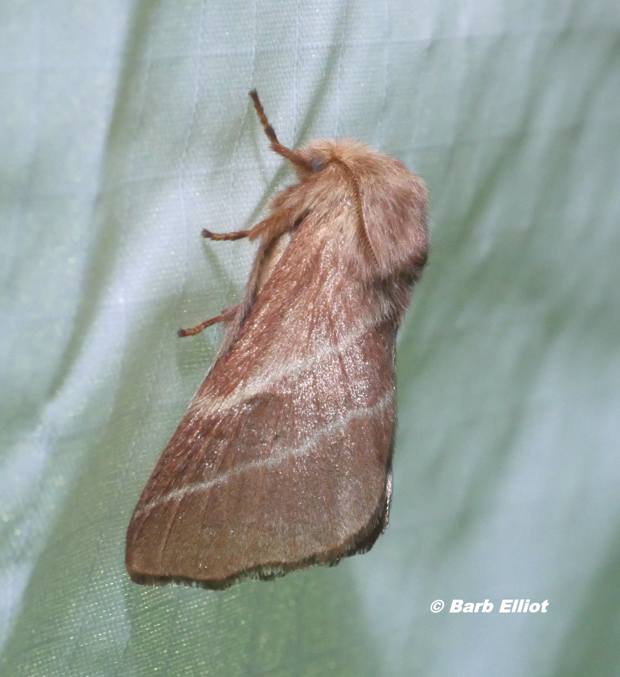 Eastern Tent Caterpillar Moth (Malacosoma americana).  © Barb Elliot.  Click to enlarge.