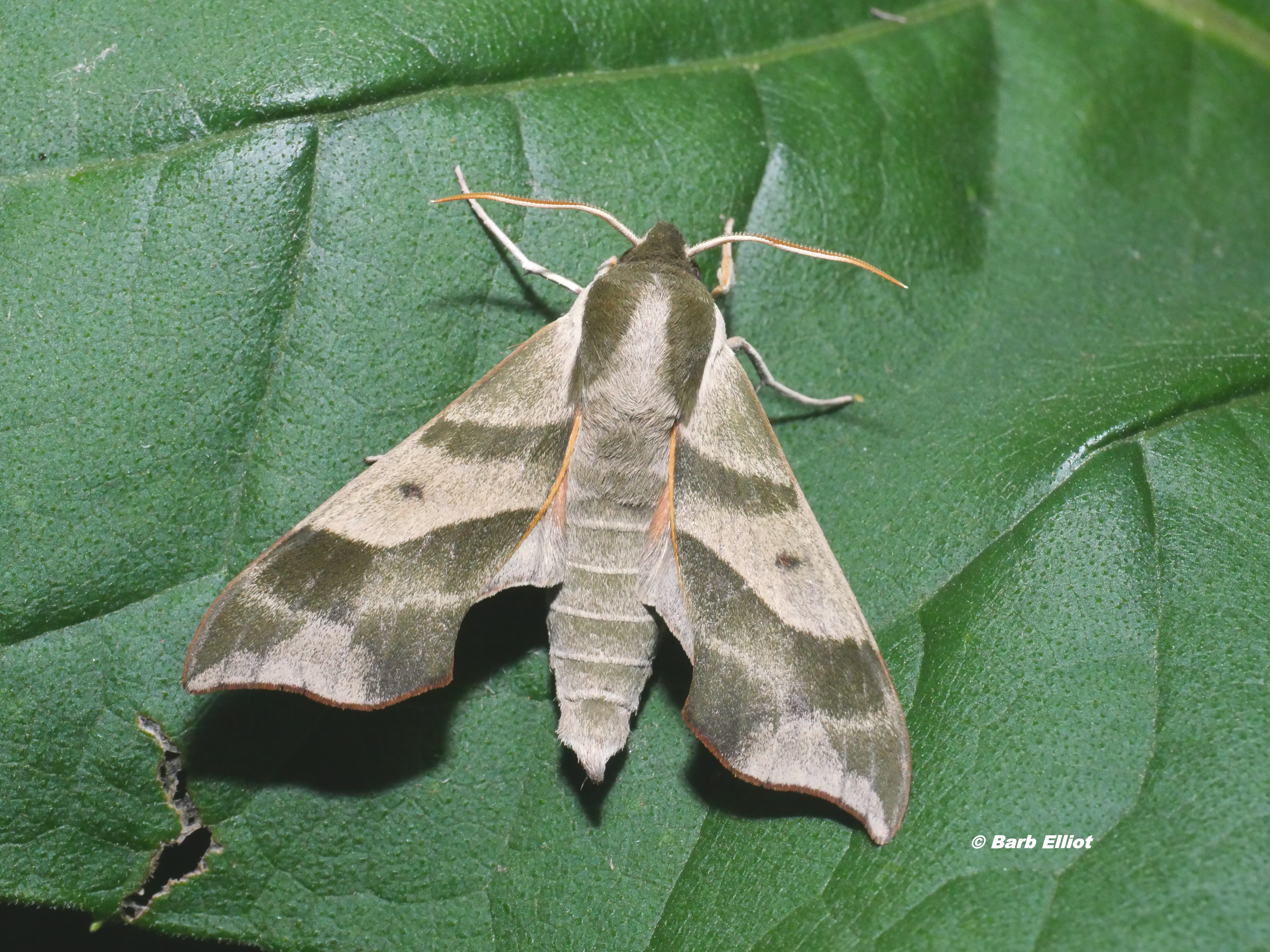 Virginia Creeper Sphinx moth (Darapsa myron).  © Barb Elliot.  Click to enlarge.