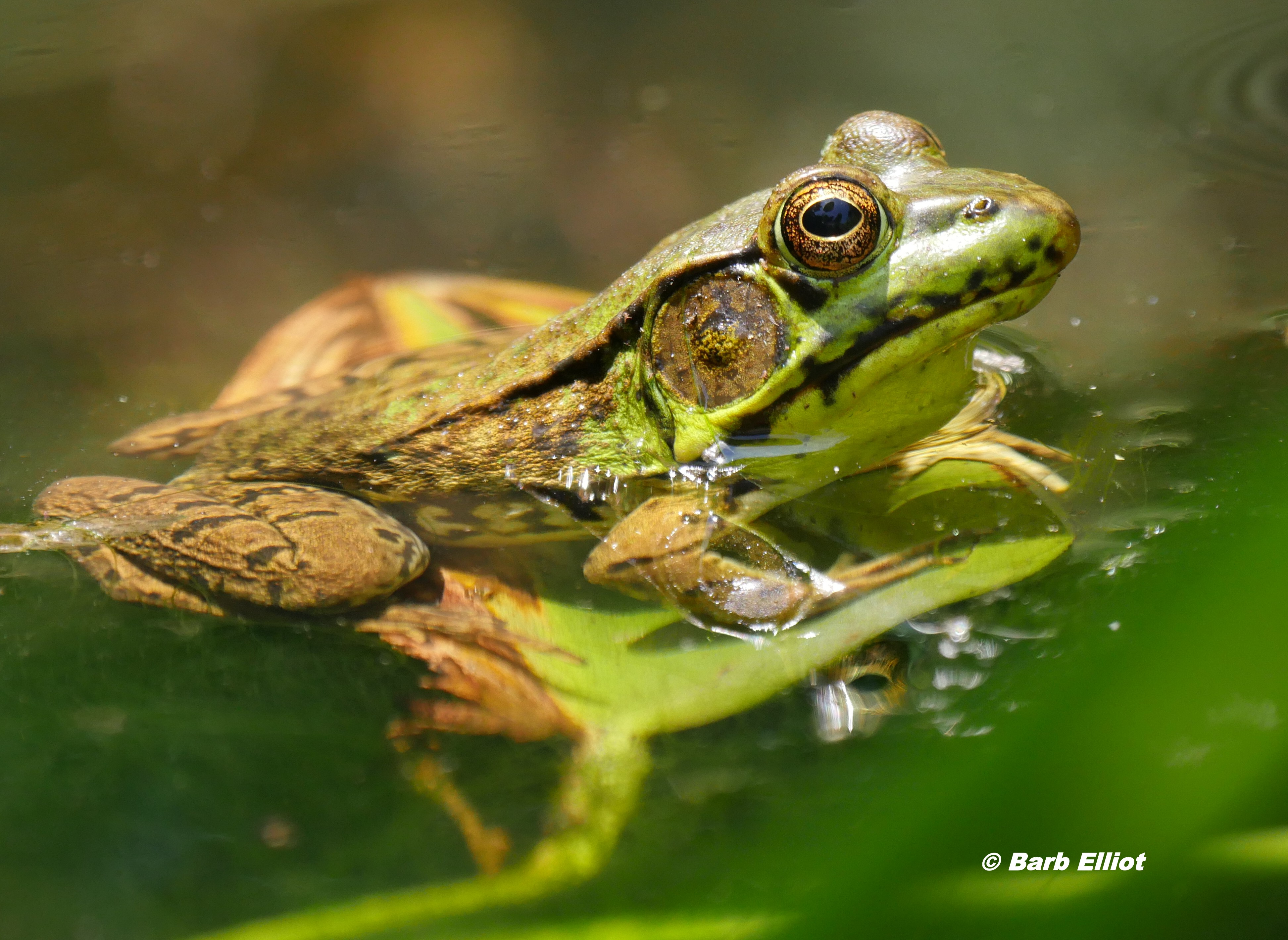 Northern Green Frog (Lithobates clamitans). © Barb Elliot.  Click to enlarge.