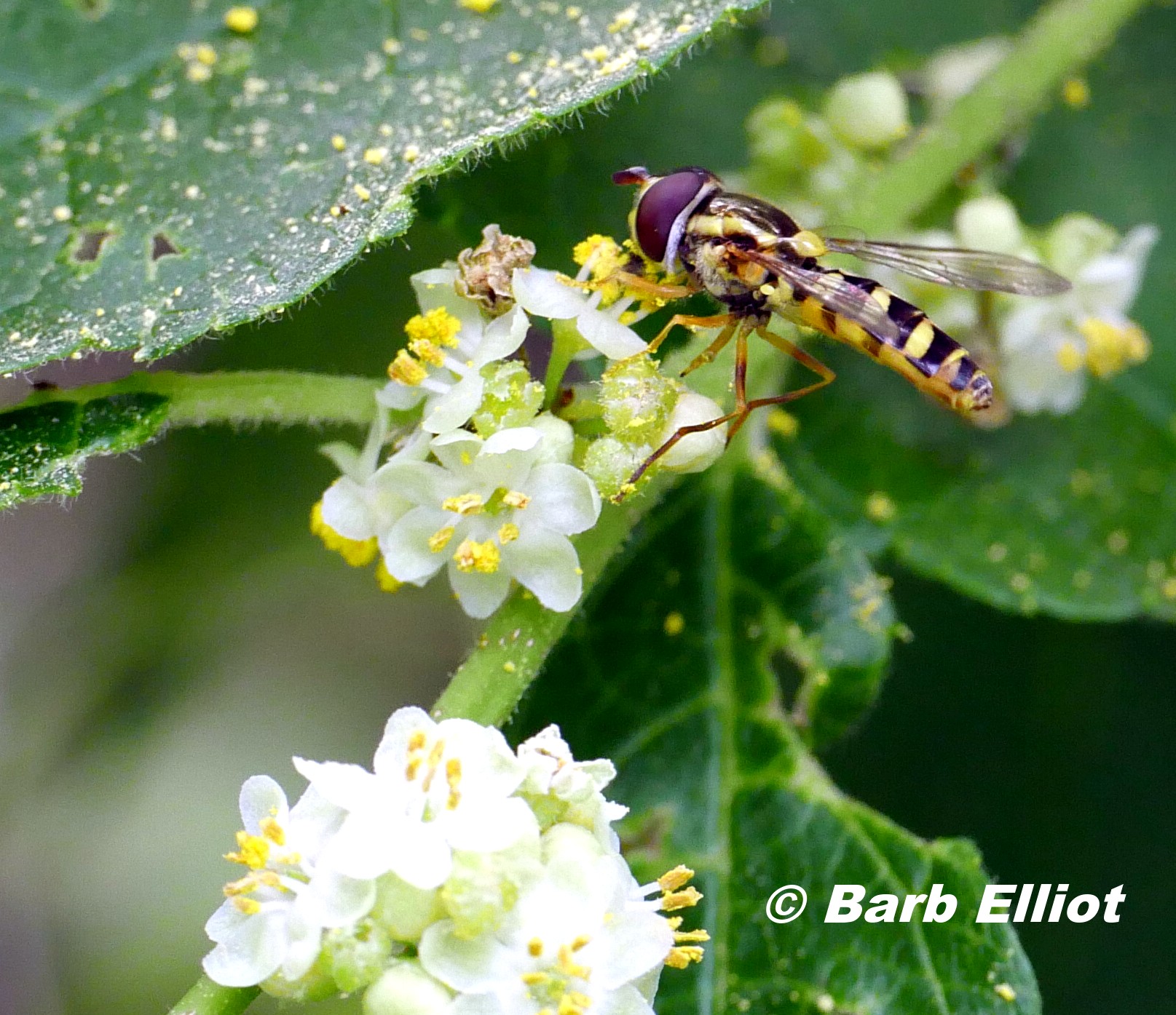 Unknown flower fly.  Photo © Barb Elliot.  Click to enlarge.