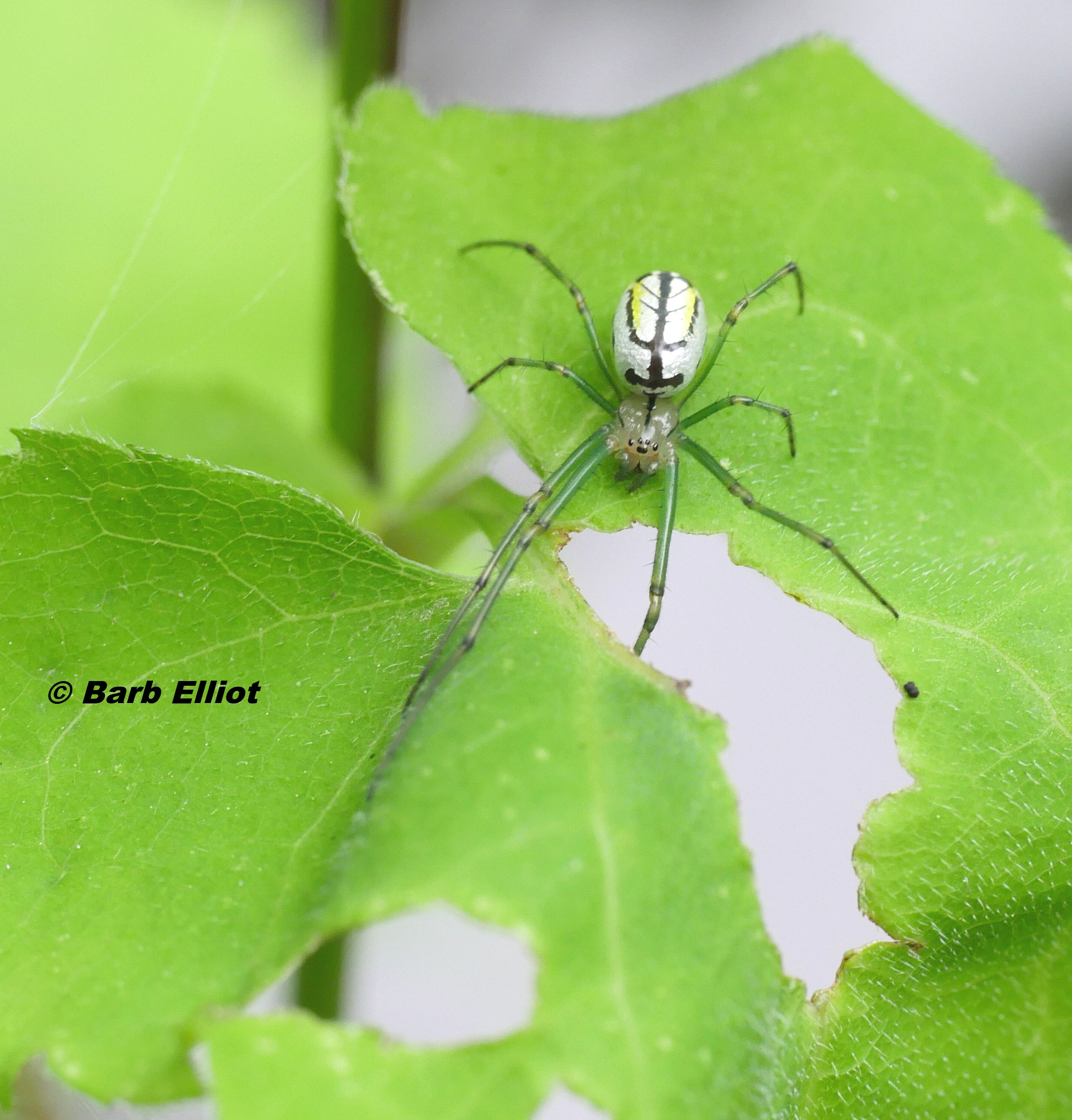 Orchard Orbweaver (Leucauge venusta) spider . © Barb Elliot.  Click to enlarge.