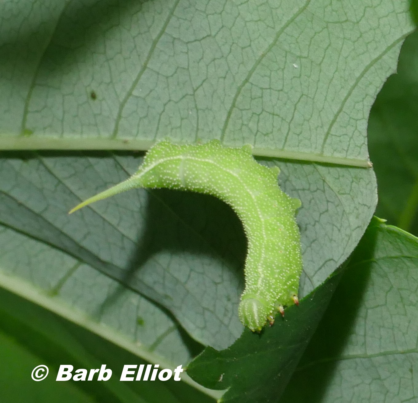 Virginis Creeper Sphinx Moth (Darapsa myron). caterpillar. © Barb Elliot.  Click to enlarge. 