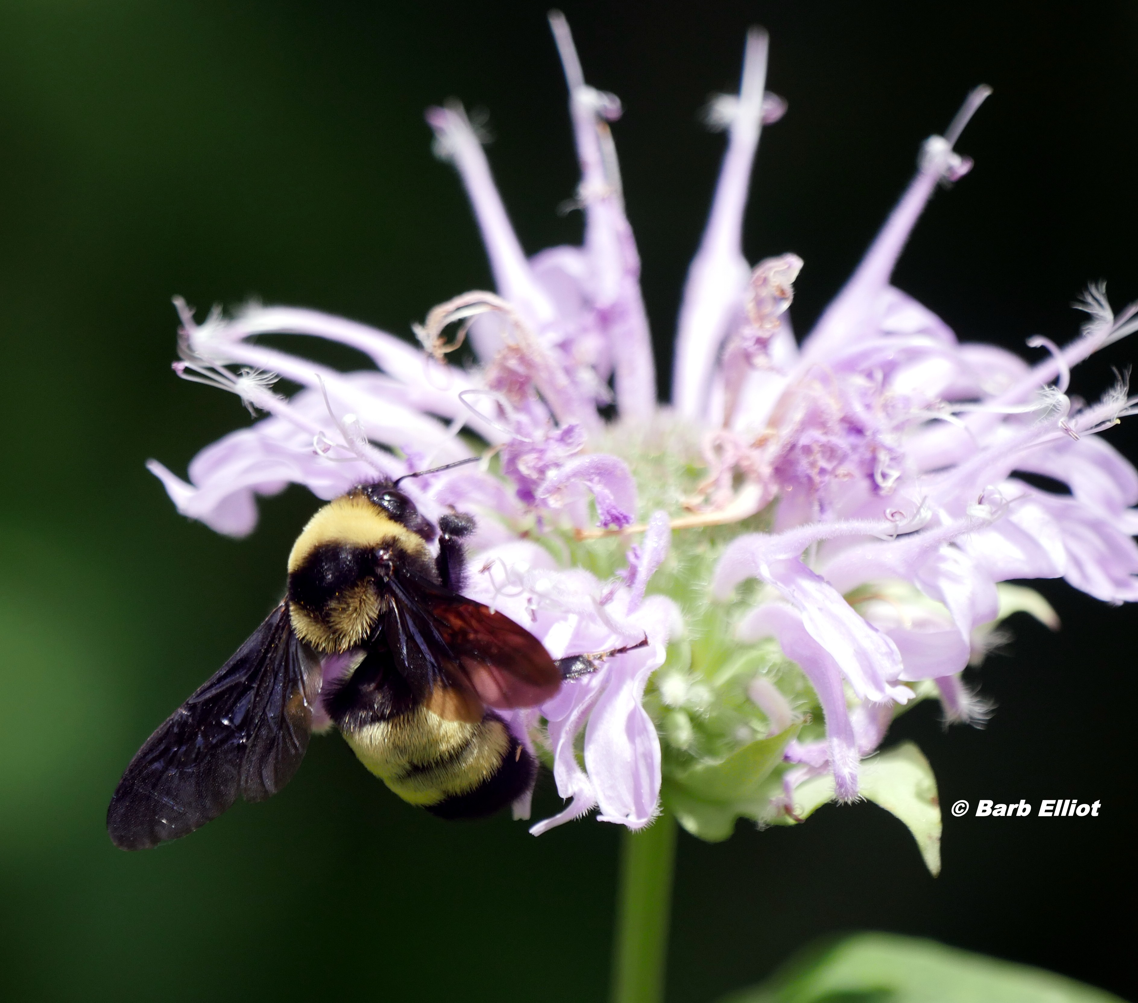 Unknown bumble bee on  Wild Bergamot (Monarda fistulosa).   © Barb Elliot.  Click to enlarge.