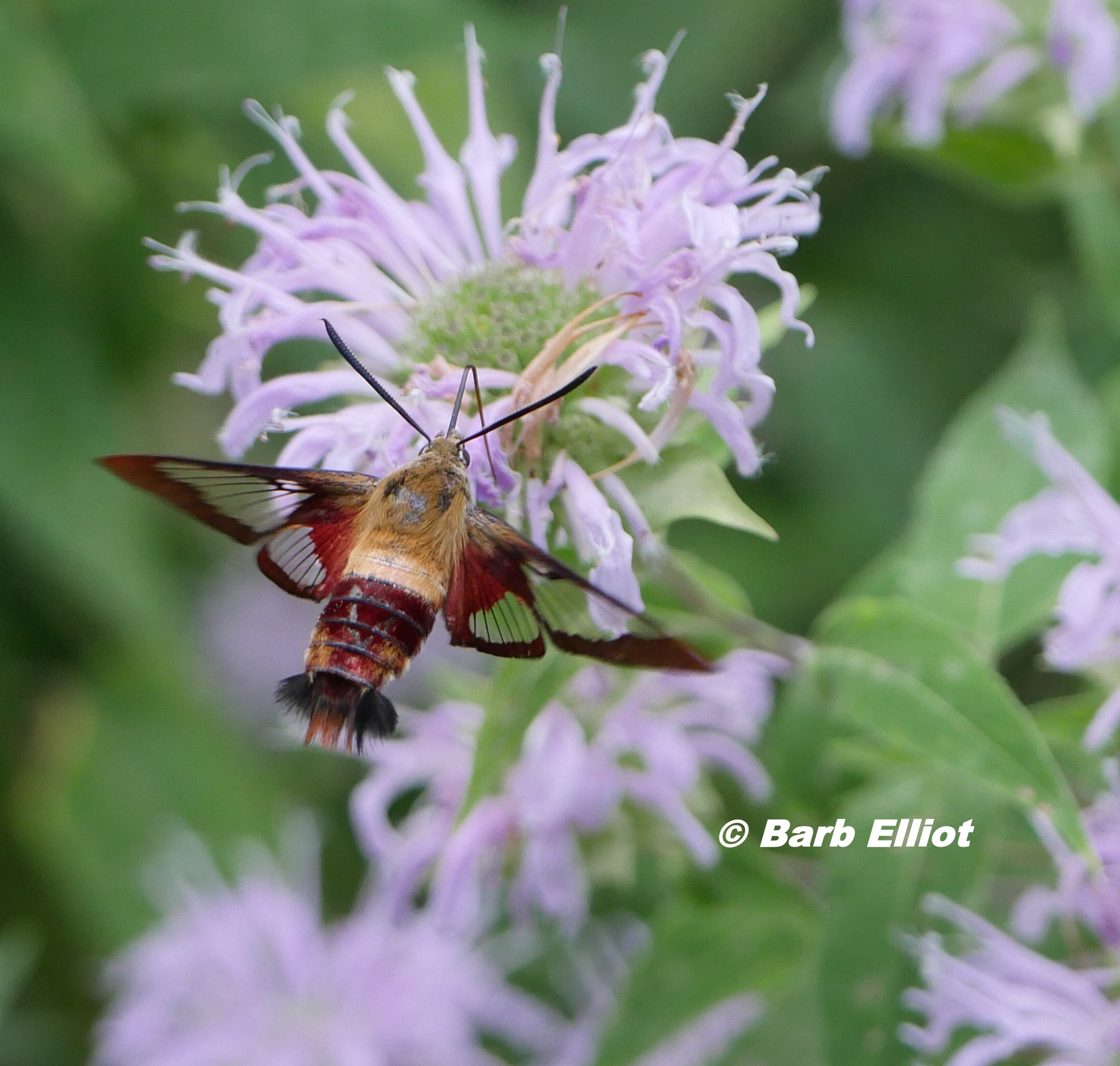 Hummingbird Clearwing Moth (Hemaris thysbe) . © Barb Elliot.  Click to enlarge.