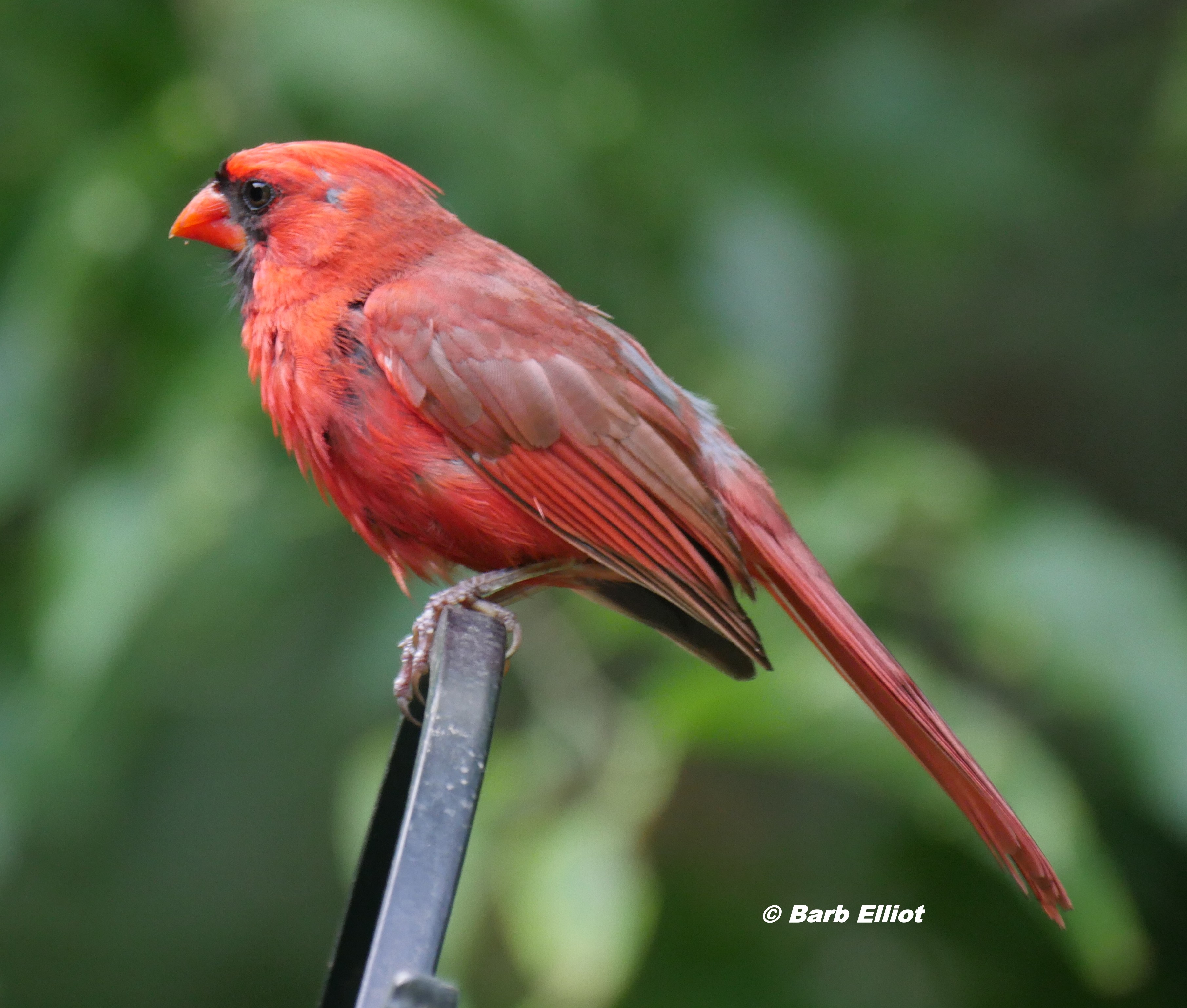 Northern Cardinal (Cardinalis cardinalis). © Barb Elliot.  Click to enlarge.