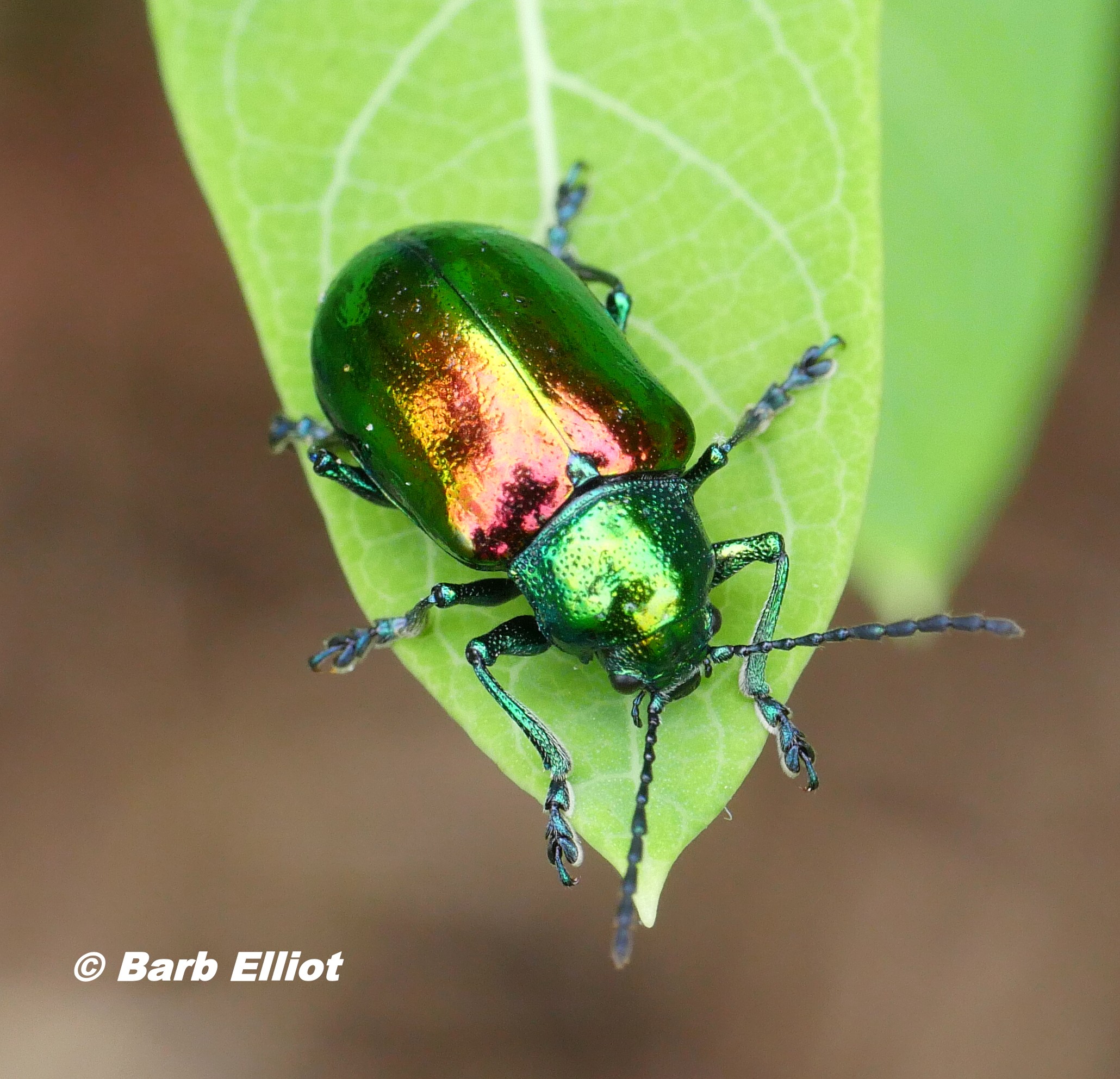 Dogbane Beetle (Chrysochus auratus) on Dogbane plant (Apocynum cannabinum).  © Barb Elliot.  Click to enlarge.