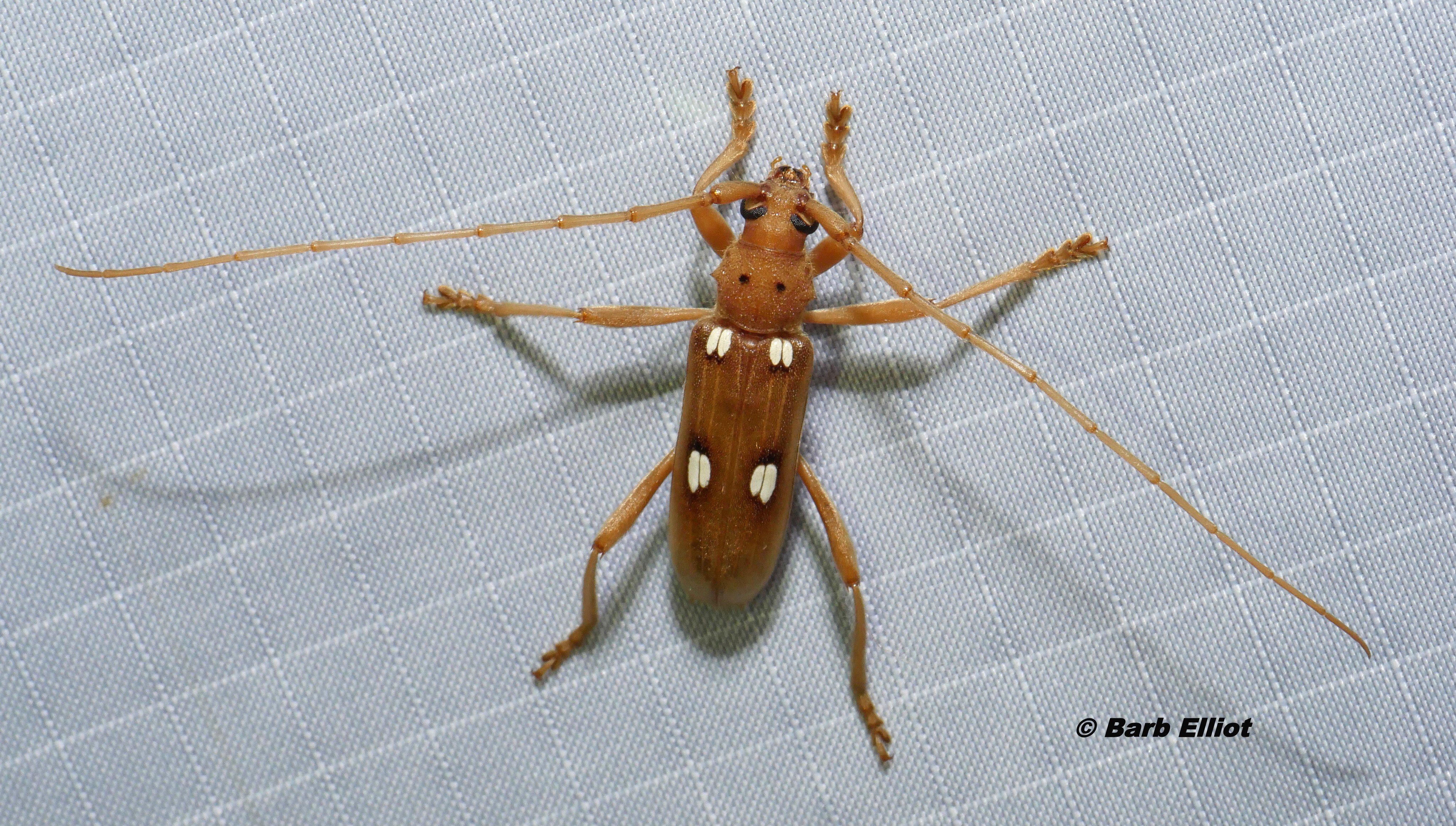 Ivory-marked Beetle (Eburia quadrigeminata).  © Barb Elliot.  Click to enlarge.