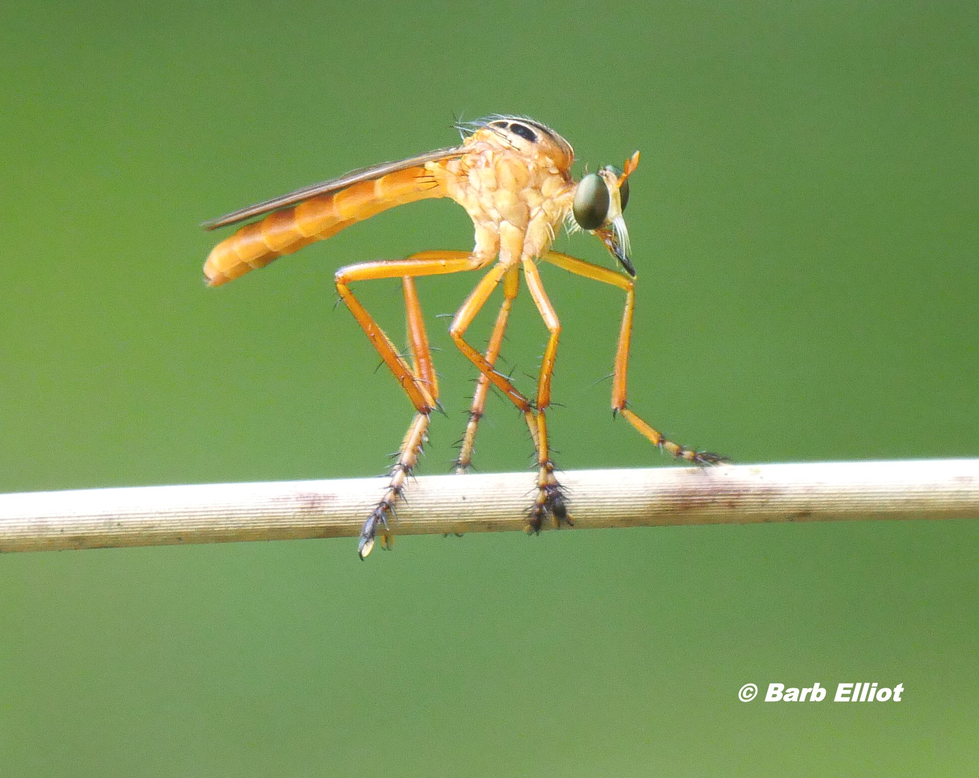 Robber Fly (likely Diogmites sp.).  © Barb Elliot.  Click to enlarge.
