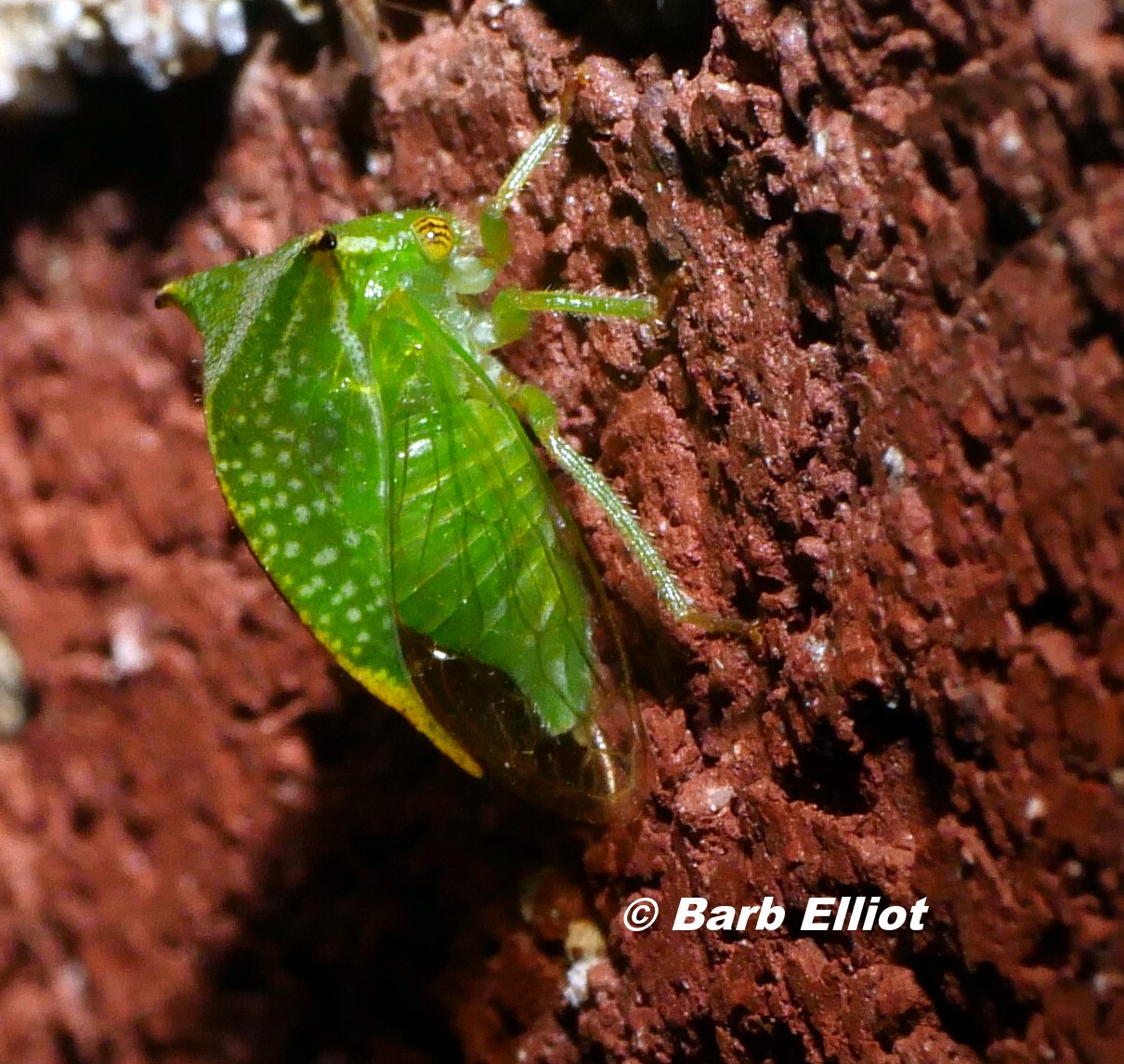 Treehopper (possibly Buffalo Treehopper (Ceresa alta) .  © Barb Elliot.  Click to enlarge.
