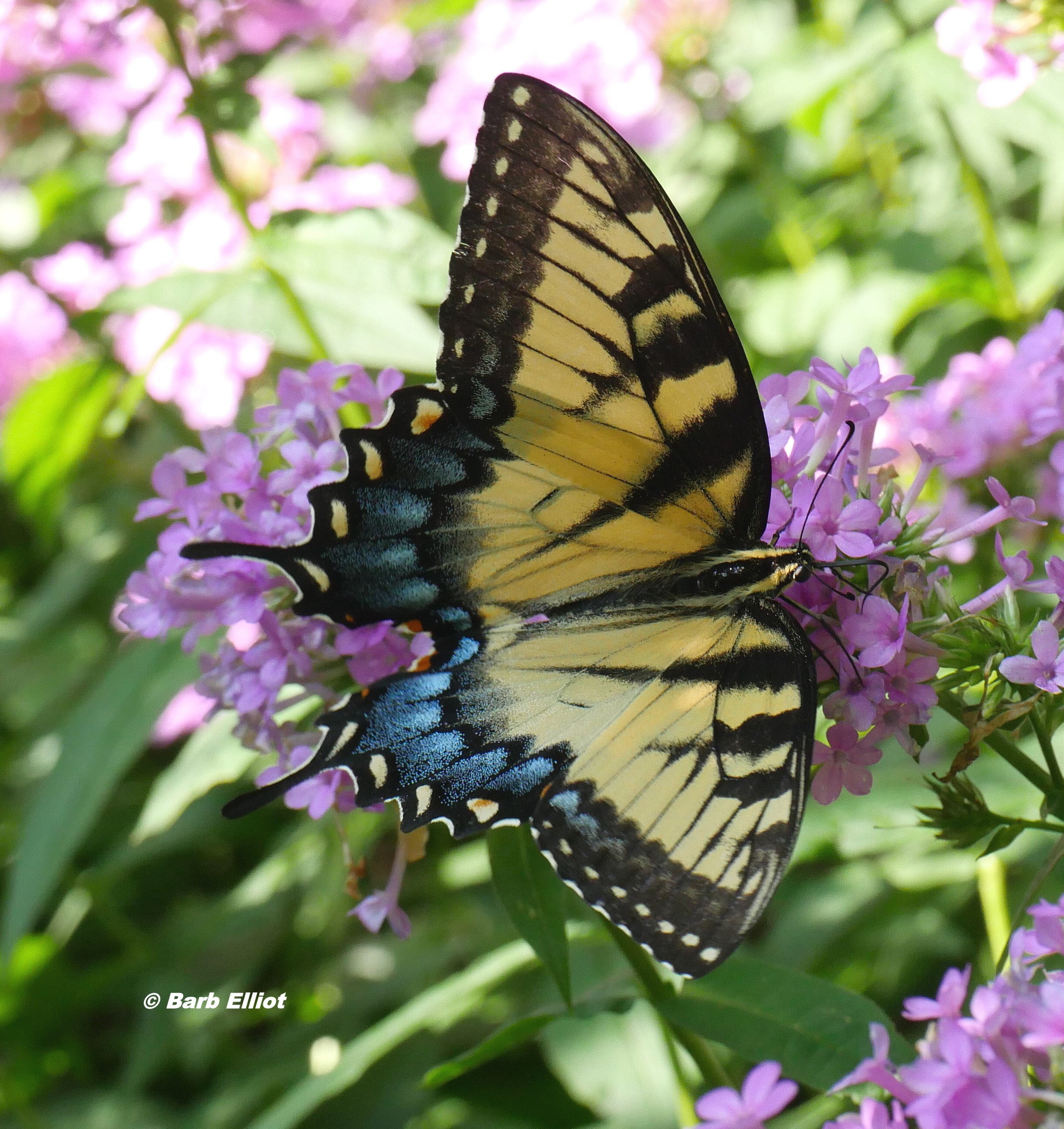 Eastern Tiger Swallowtail (Papilio glaucus) on Garden Phlox (Phlox paniculata ‘Jeana’). © Barb Elliot.  Click to enlarge.