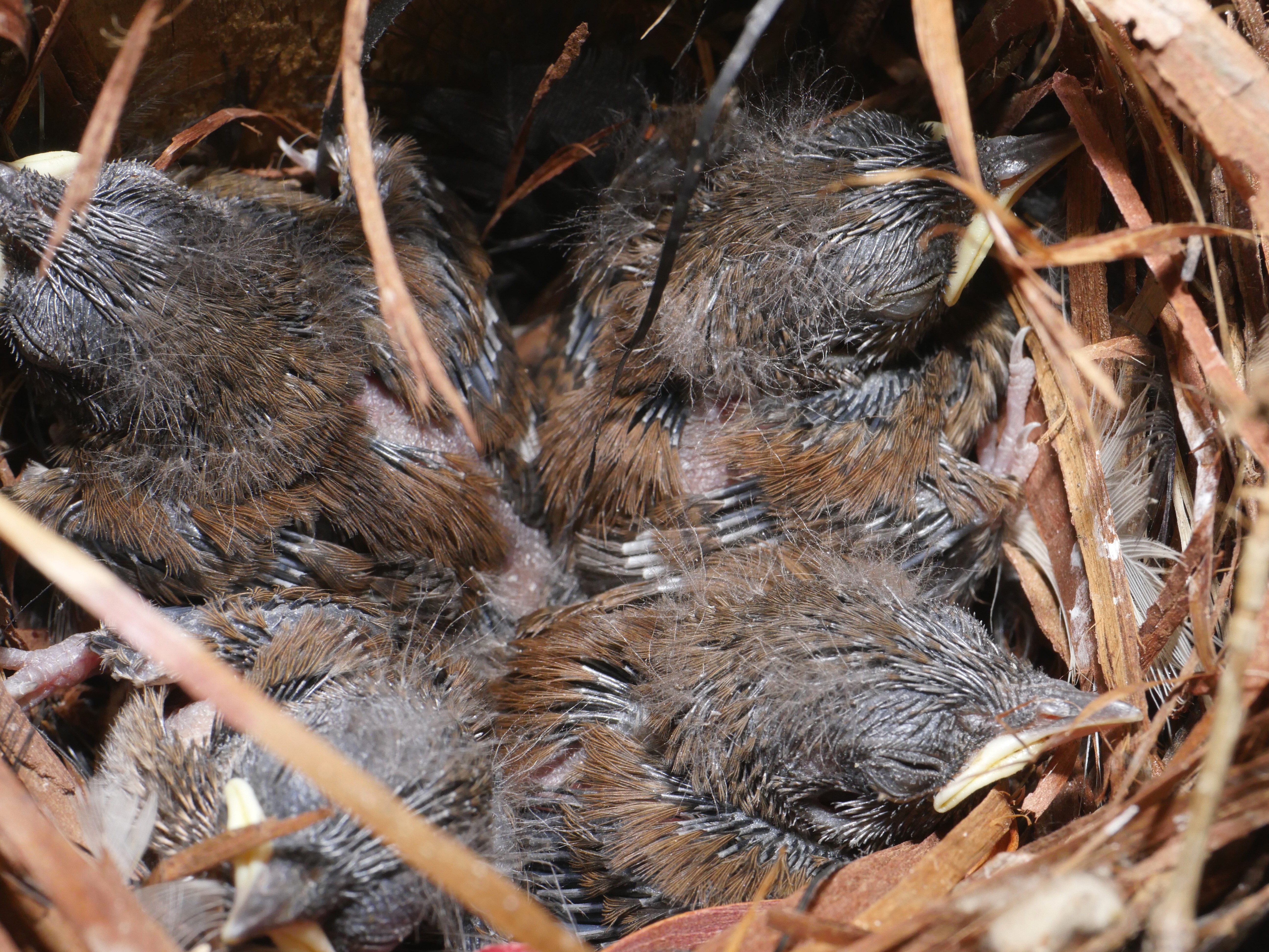 House Wren (Troglodytes aedon) nestlings in nest box>  © Barb Elliot.  Click to enlarge.