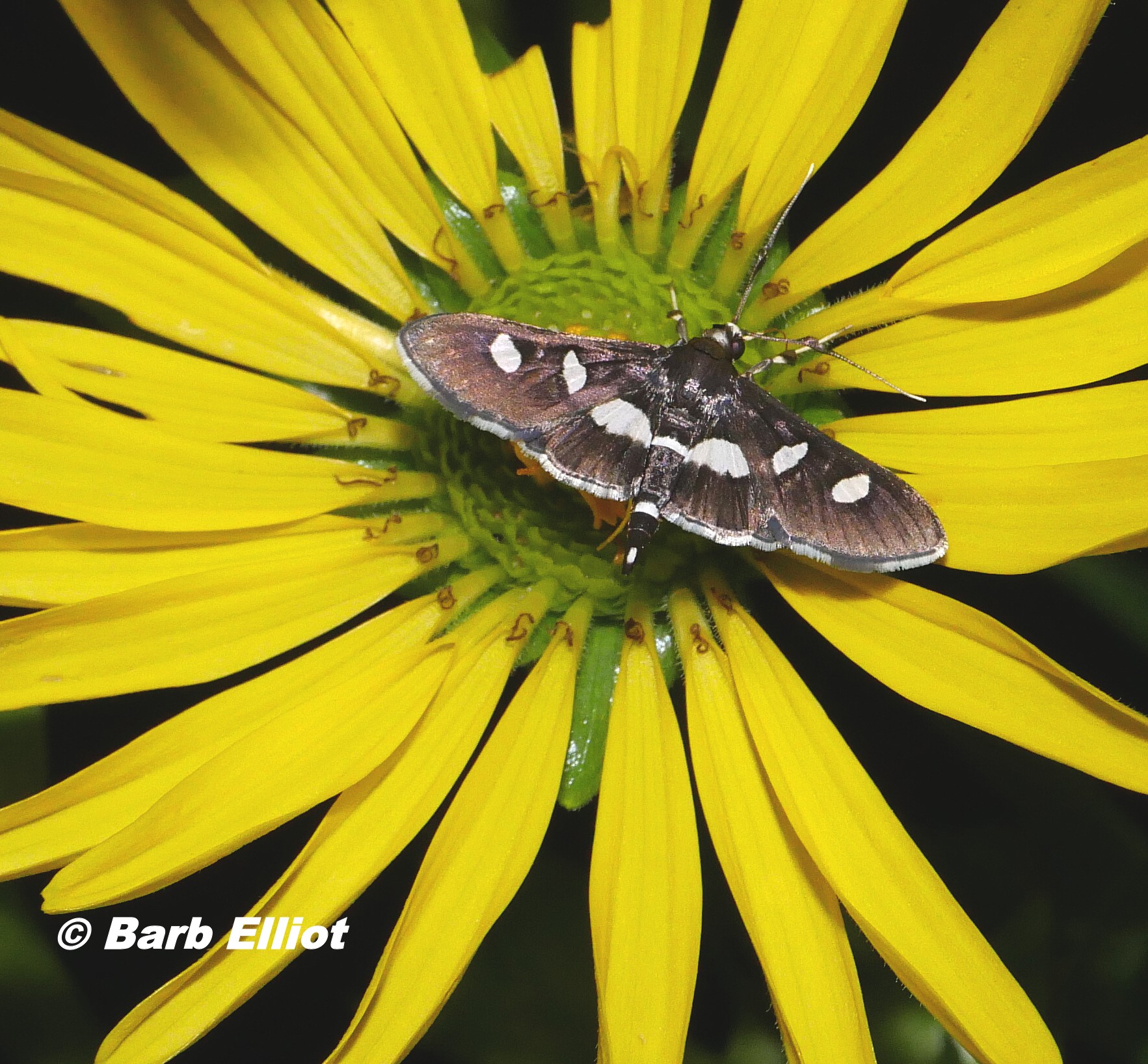 Grape Leaffolder Moth (Desmia funeralis)  on Cup Plant (Silphium perfoliatum).  © Barb Elliot.  Click to enlarge.
