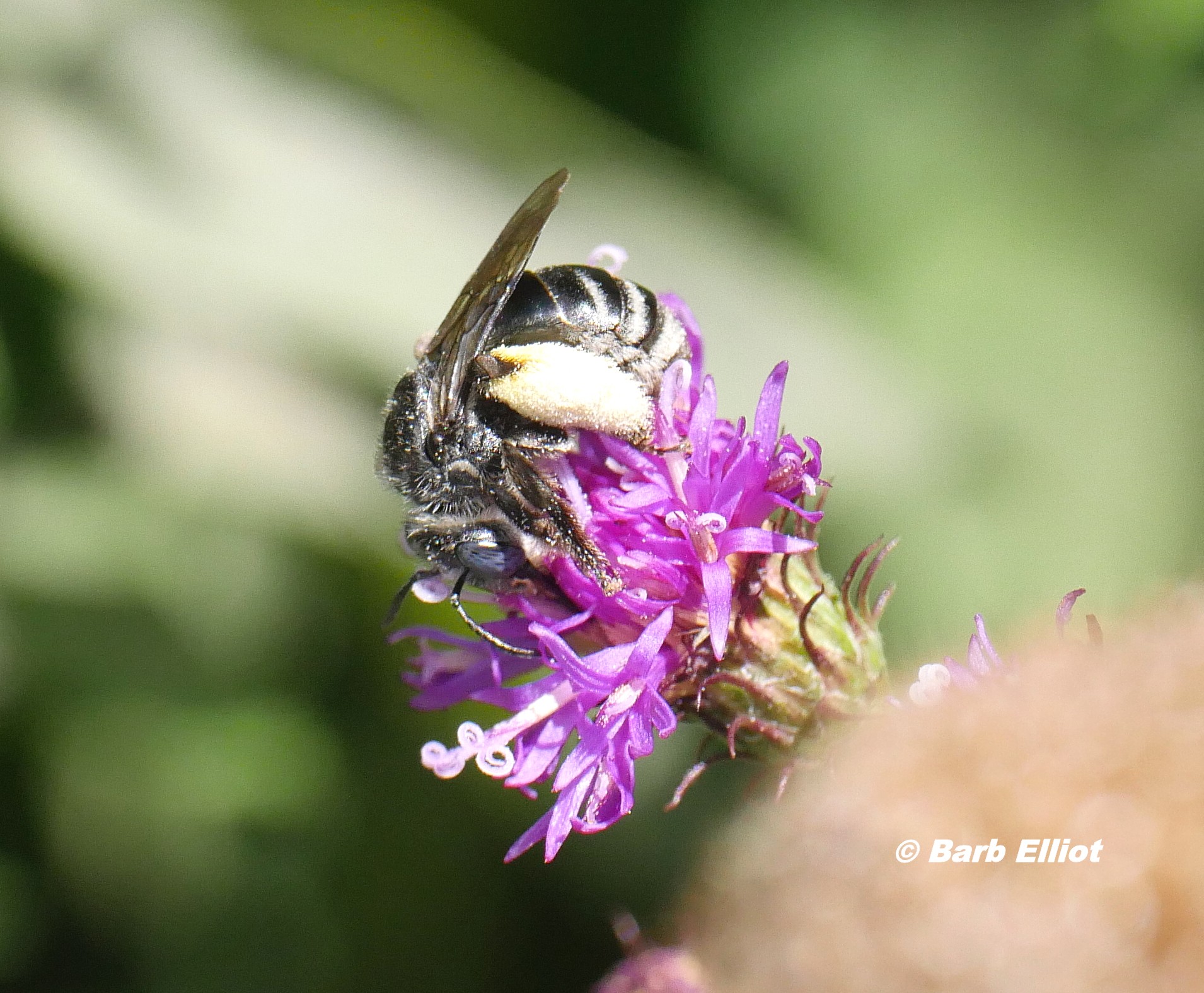 Unknown native bee on Upland Ironweed (Vernonia glauca).  © Barb Elliot.  Click to enlarge.