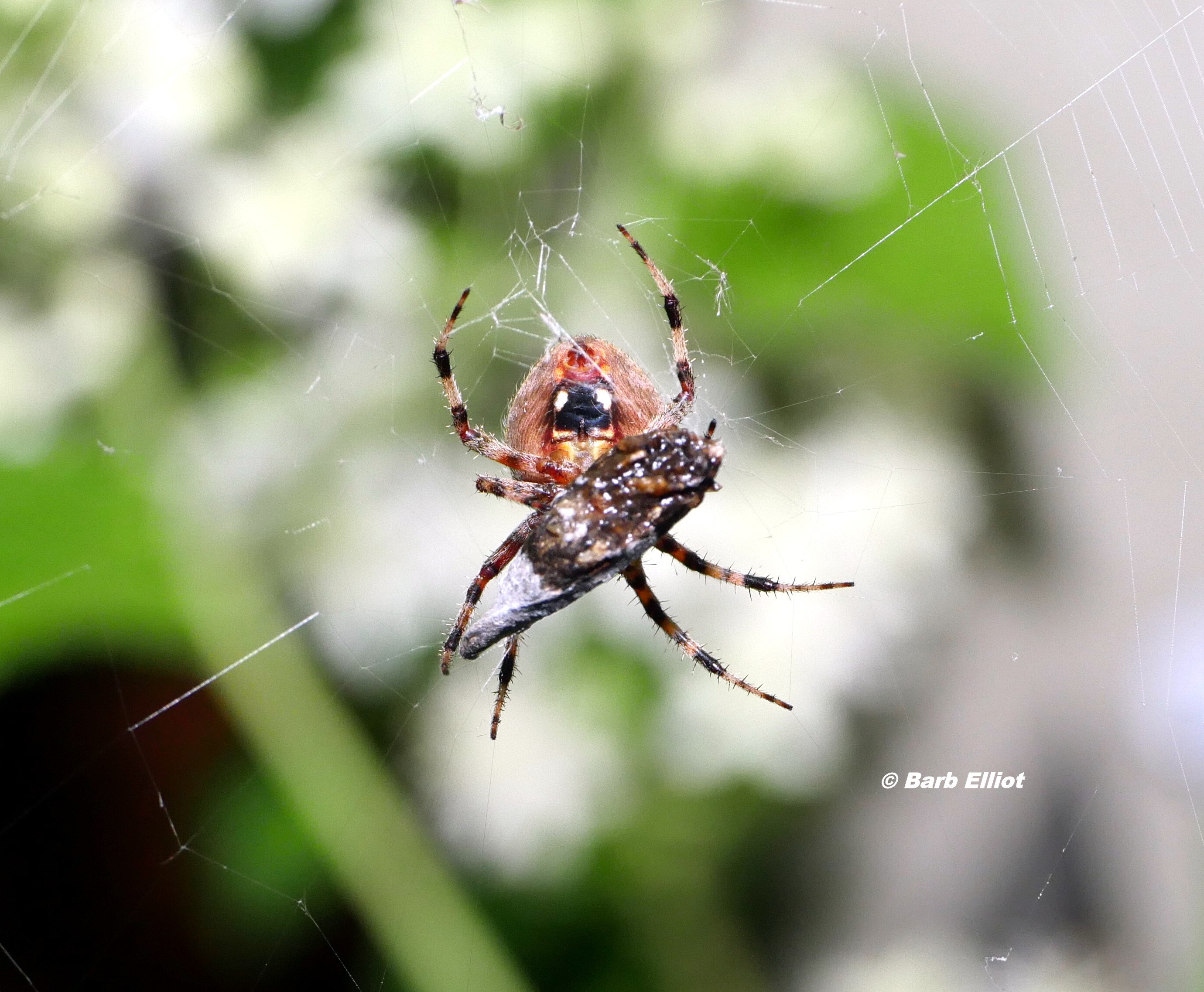 Spotted Orb Weaver (Neoscona crucifera) spider with moth wrapped in silk.  © Barb Elliot.  Click to enlarge.