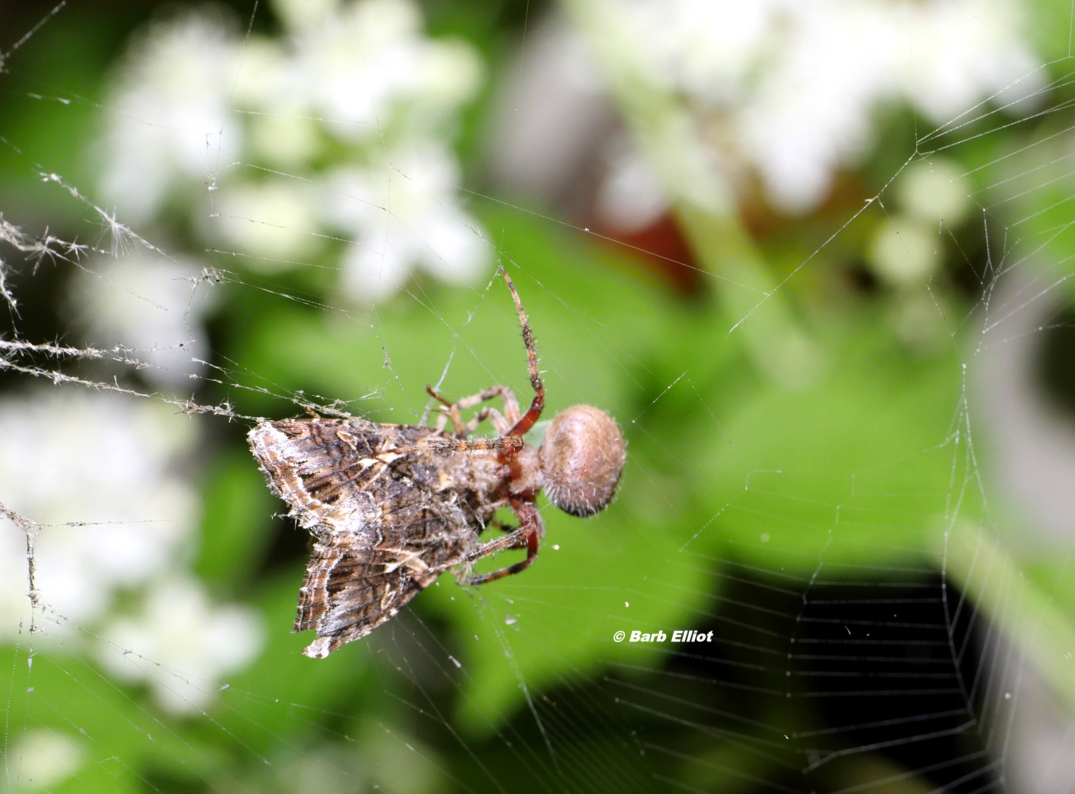 Spotted Orb Weaver (Neoscona crucifera) spider quickly paralyzes a moth that flew into its web.  © Barb Elliot.  Click to enlarge.