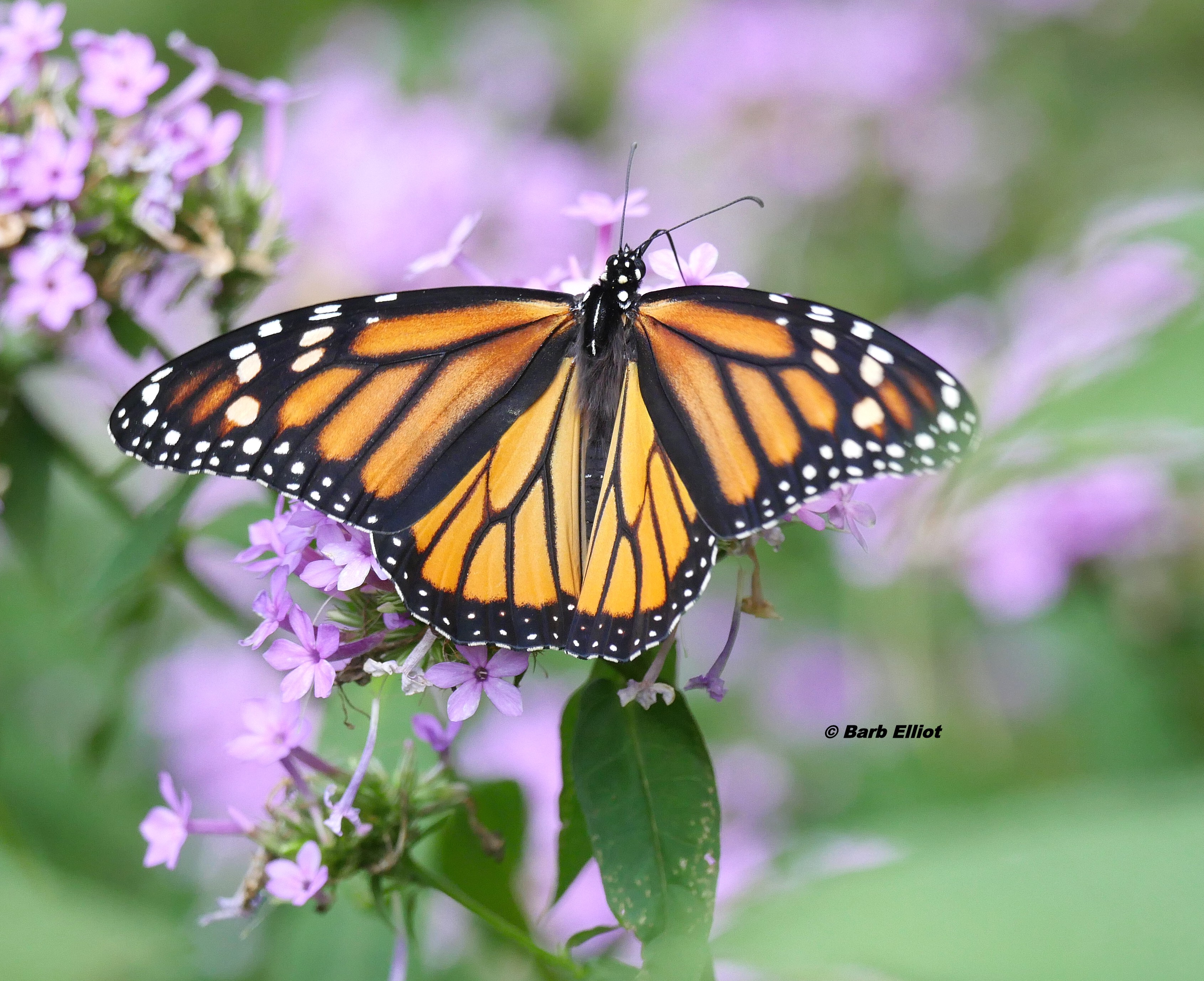 Monarch Butterfly (female) on Garden Phlox (Phlox paniculata ‘Jeana’).  © Barb Elliot.  Click to enlarge.