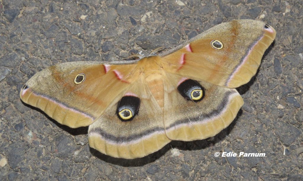 moth | backyardsfornature.org