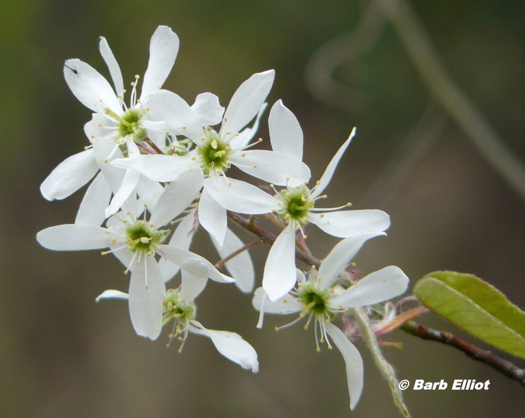 Amelanchier Canadensis